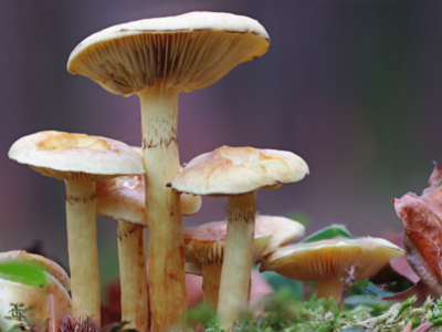 Naturbillede